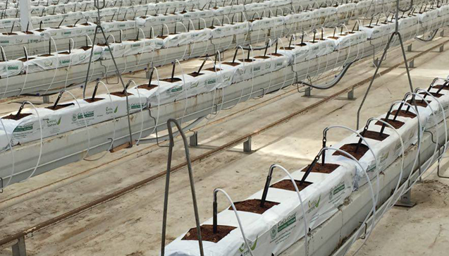 How to Establish a Hydroponic Agriculture System?