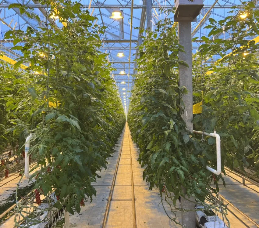 Greenhouse Lighting Systems