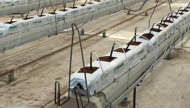 Cocopeat Nedir, Ne İşe Yarar?