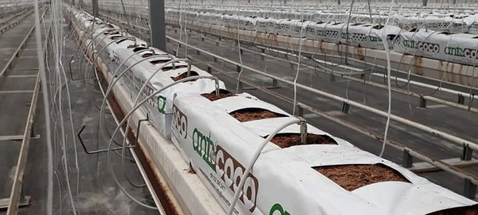 Kaya Milk Greenhouse ANTCOCO