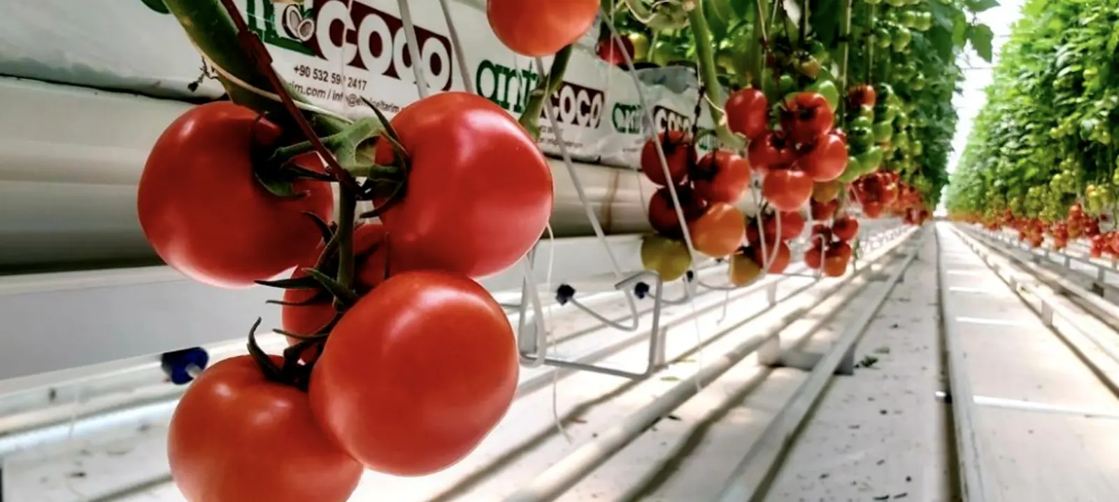 Ozekin Tarım Antcoco